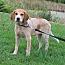 Patches, Adoptable, Puppy Male Hound.