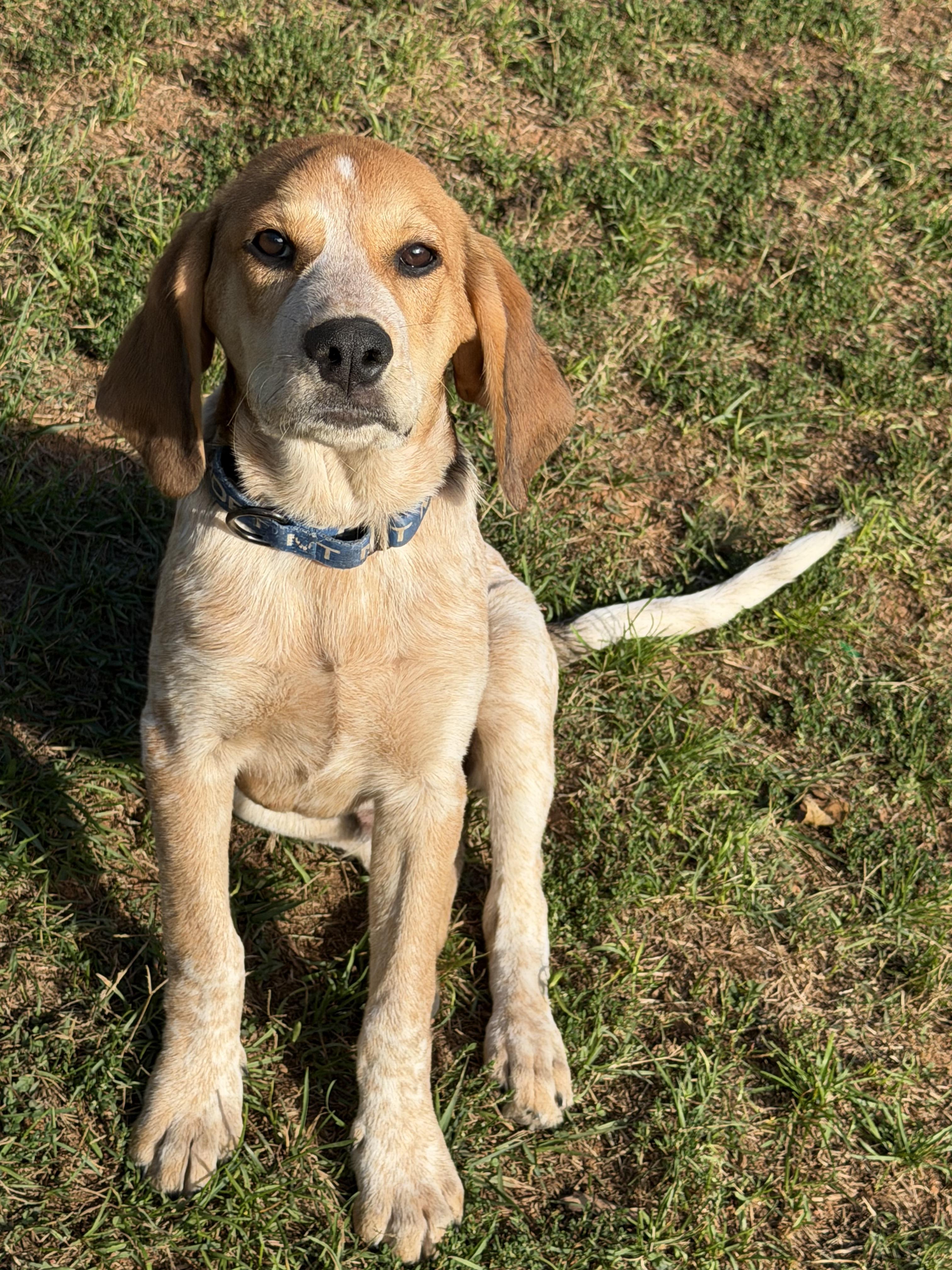 Enlarge Patches, a Adoptable mixed breed in Stuarts Draft, VA image 2/5