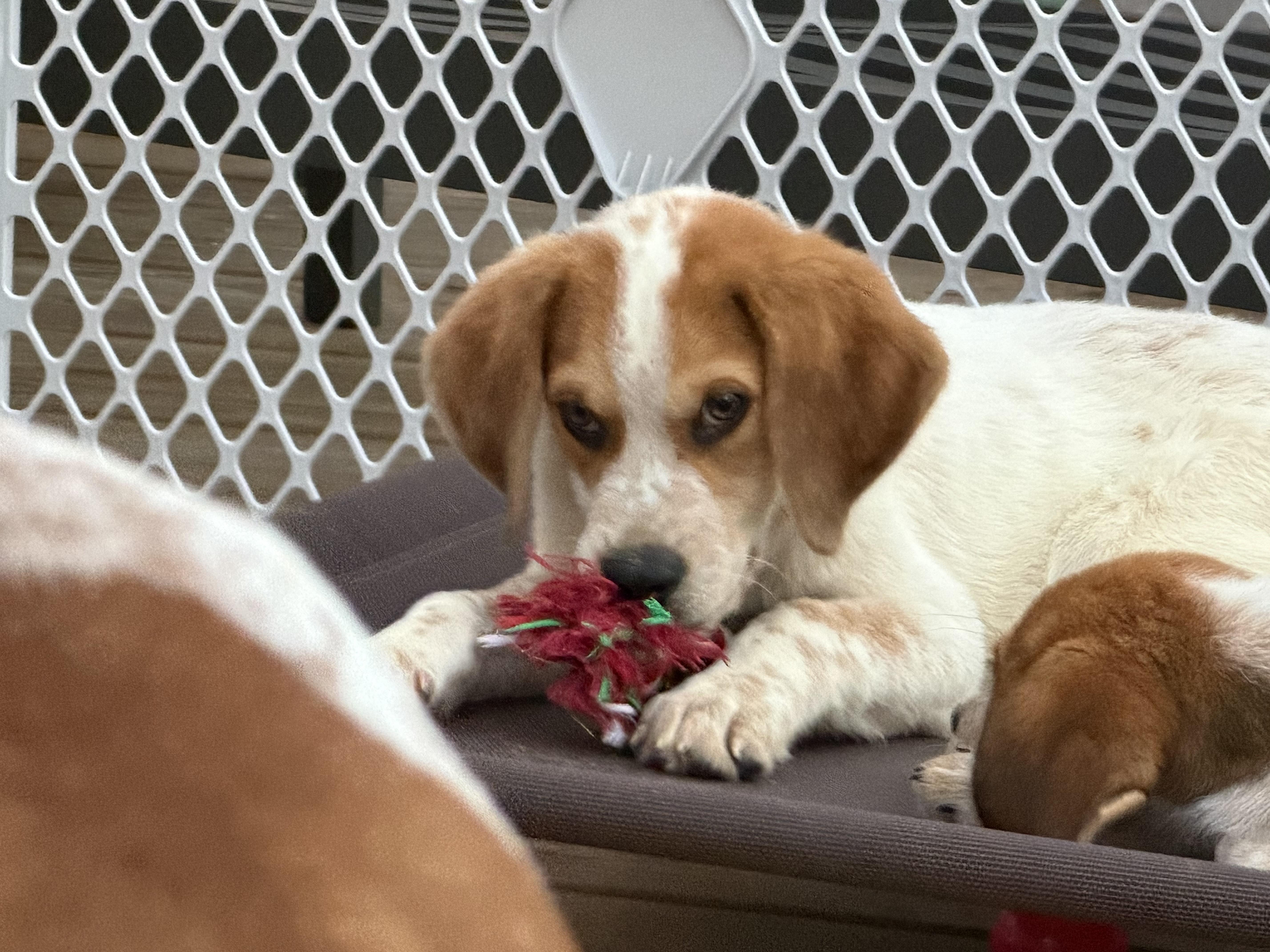 Enlarge Patches, a Adoptable mixed breed in Stuarts Draft, VA image 4/5