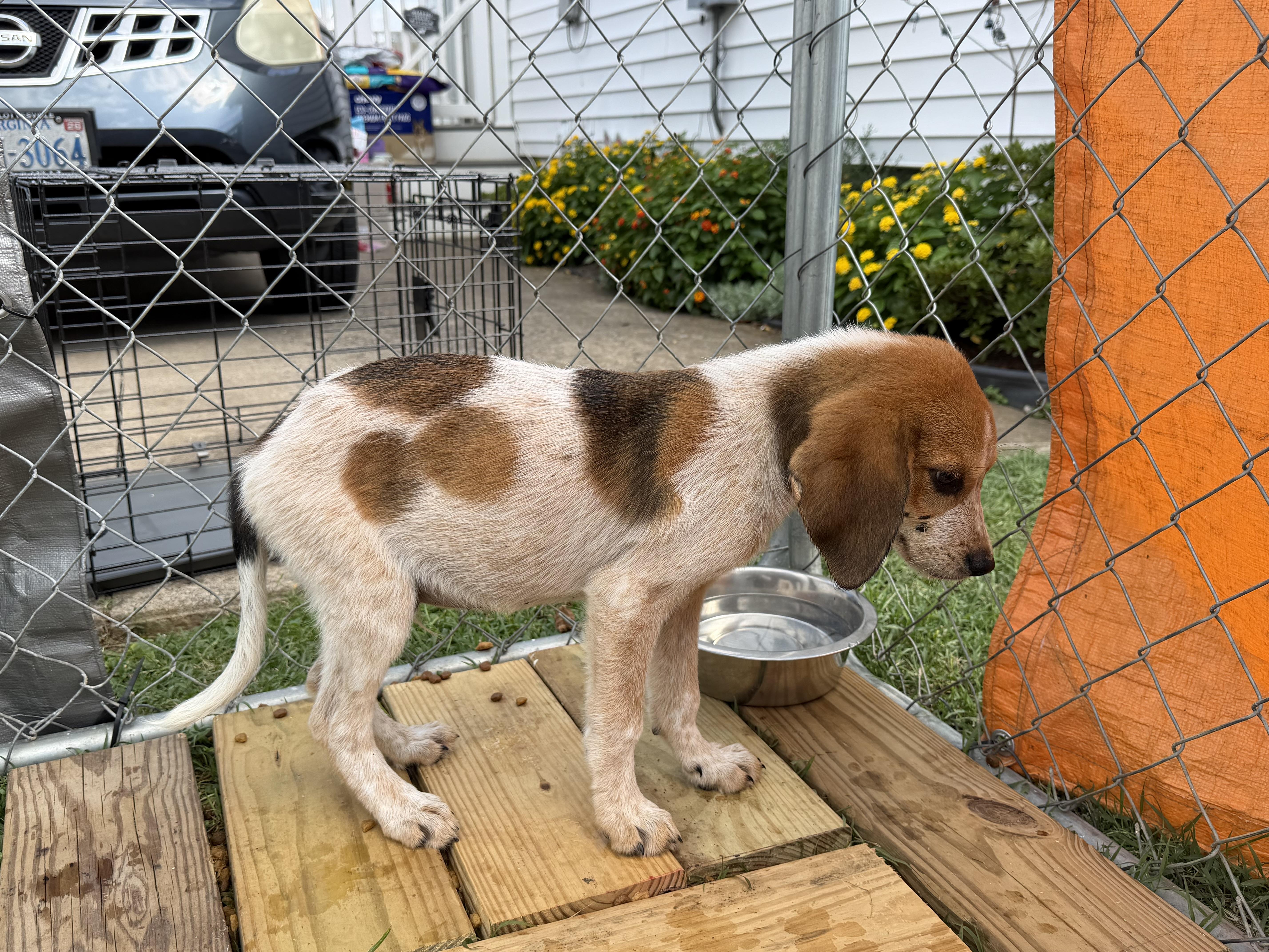 Enlarge Patches, a Adoptable mixed breed in Stuarts Draft, VA image 5/5