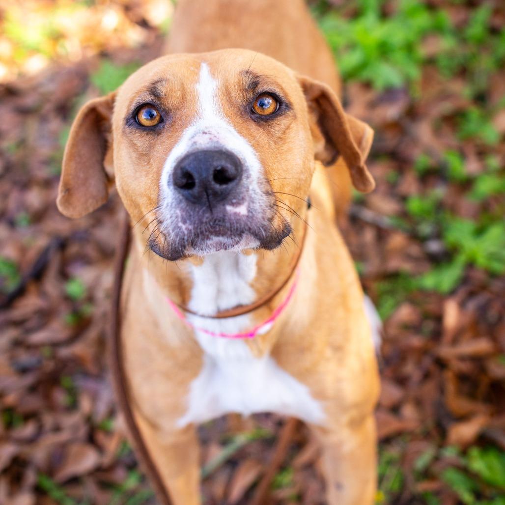 Lily of the Valley, Adoptable, Adult Female Black Mouth Cur.