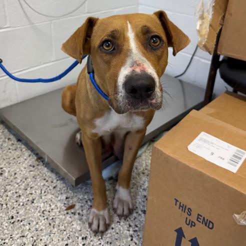 Lily of the Valley, Adoptable, Adult Female Black Mouth Cur.