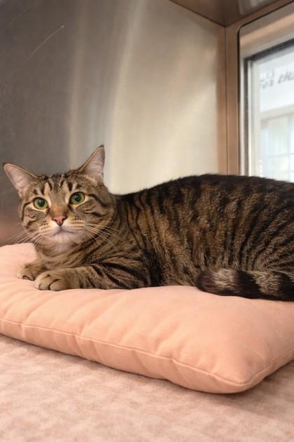 Enlarge Spooky, a Adoptable mixed breed in North Richland Hills, TX image 2/2