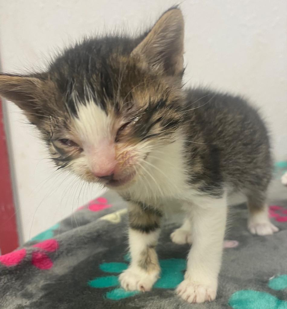 Beta, Adoptable, Kitten Male Domestic Short Hair.