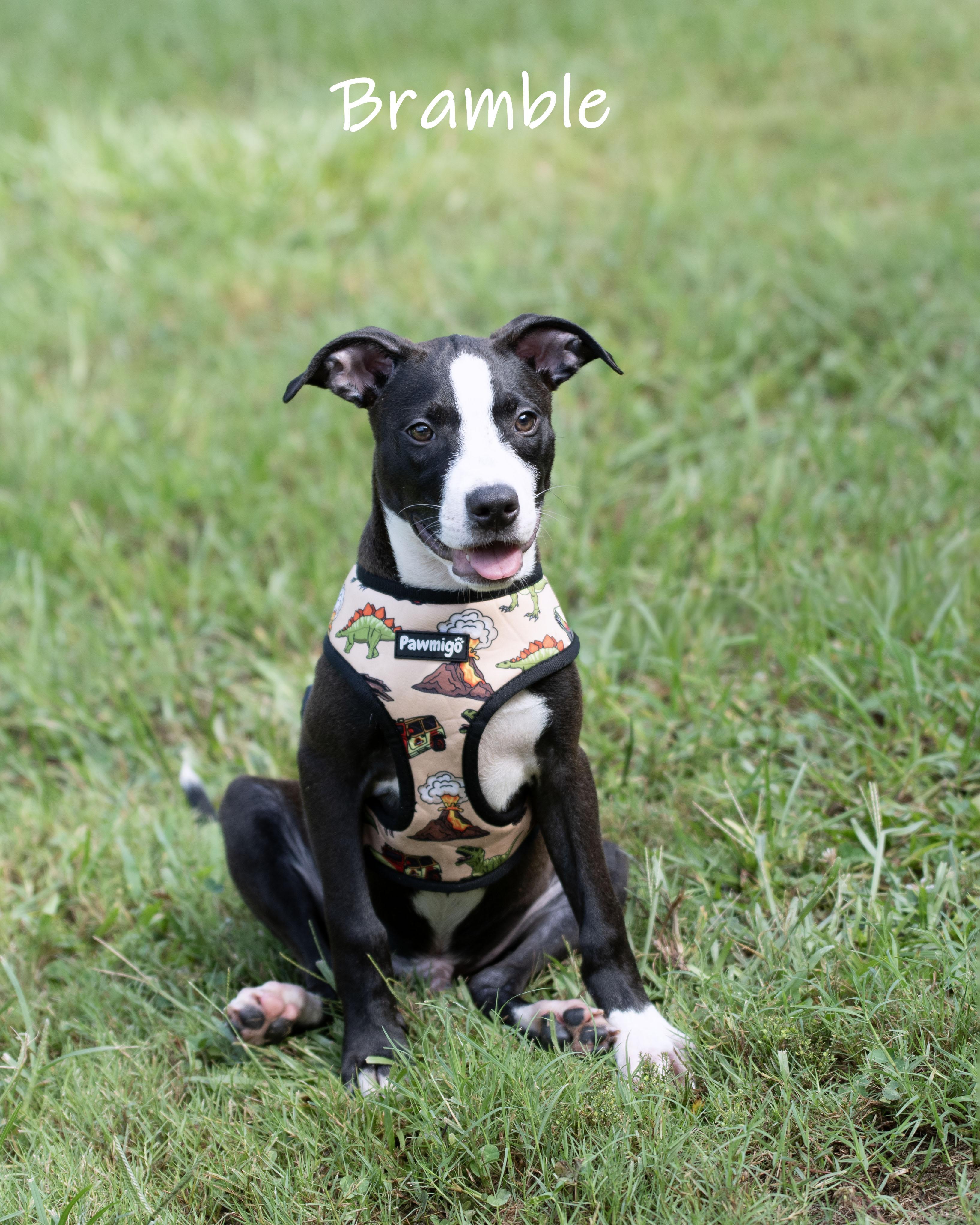 Bramble, an adoption pending mixed breed in Bishop, GA image 1/6