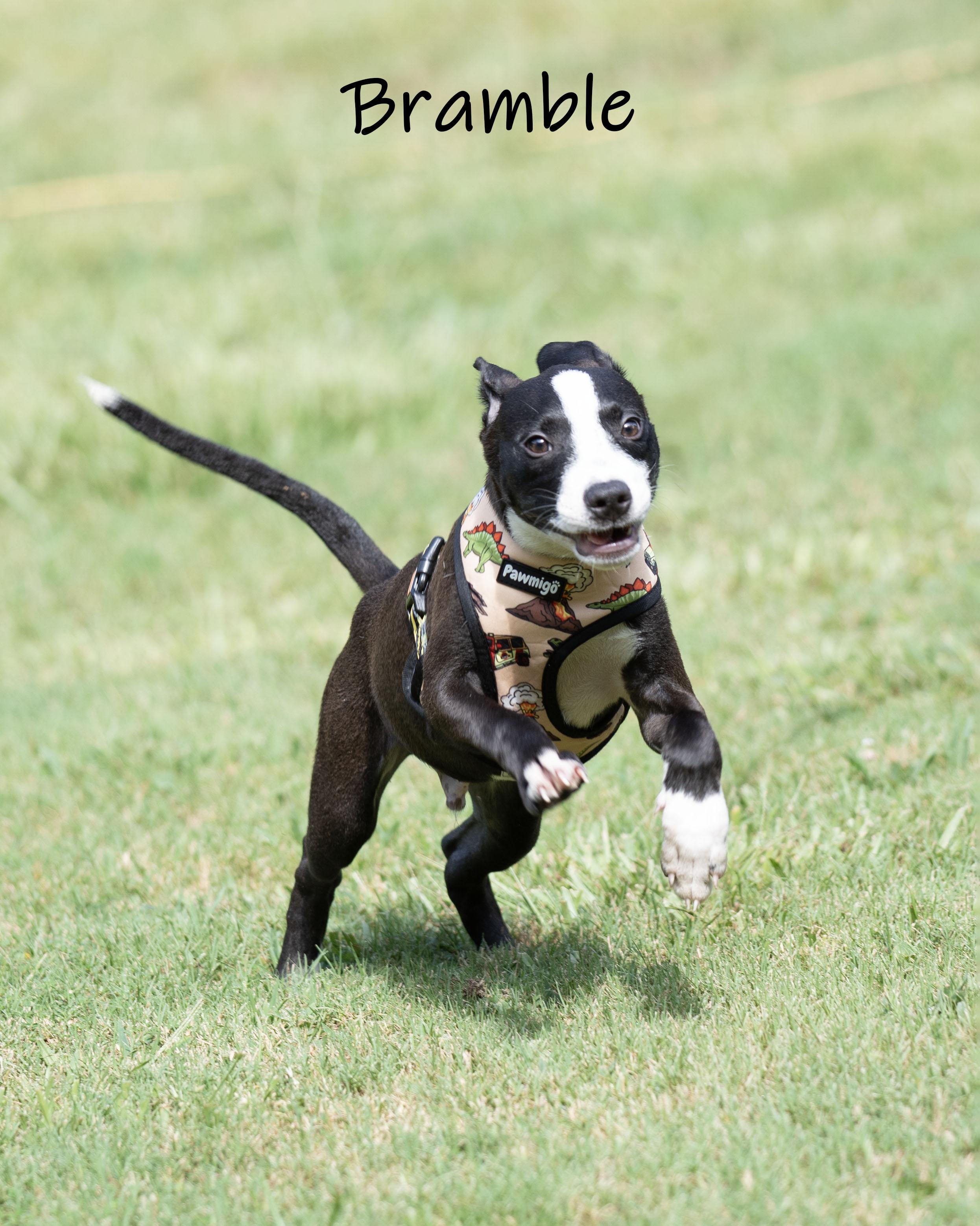 Bramble, an adoption pending mixed breed in Bishop, GA image 2/6