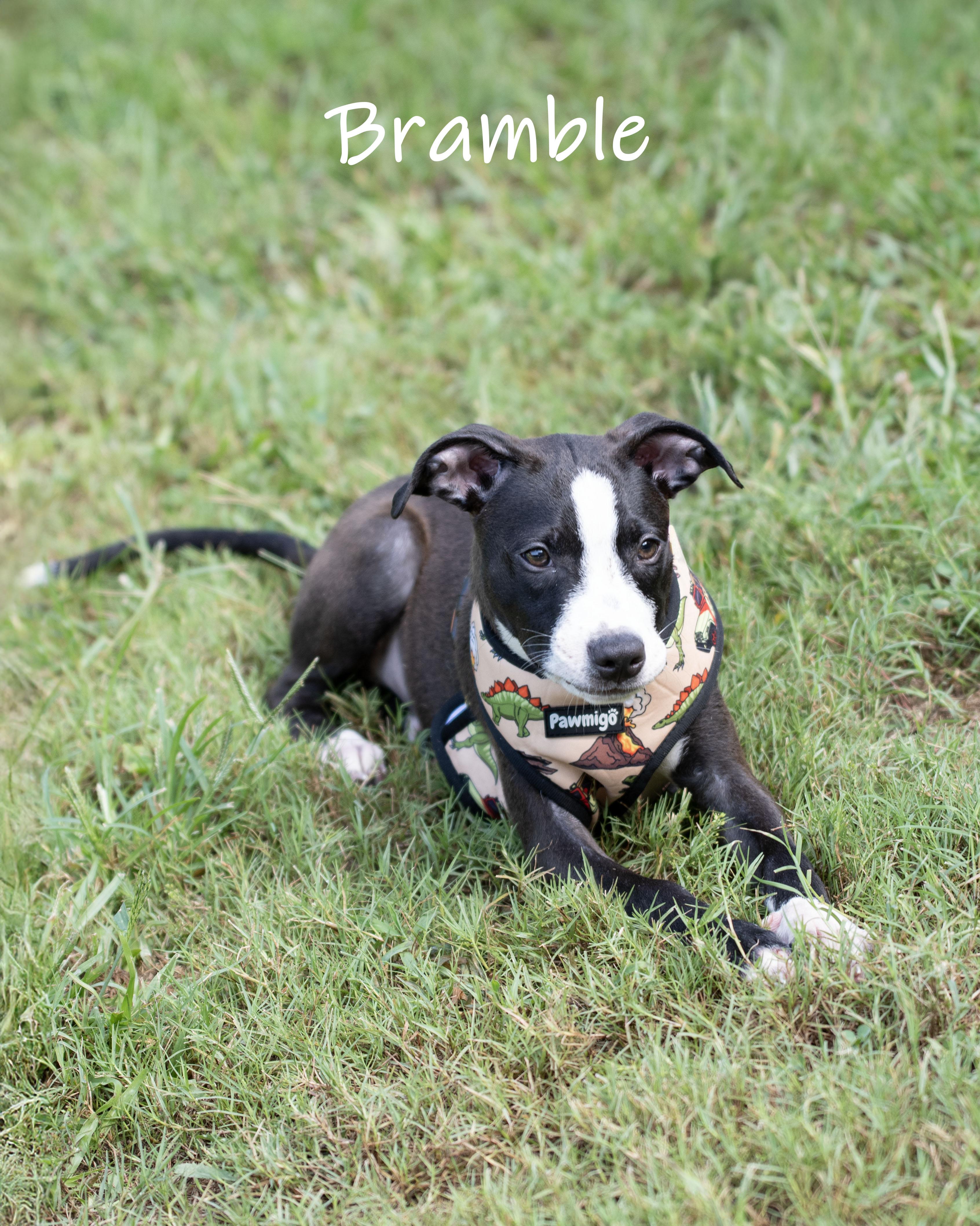 Bramble, an adoption pending mixed breed in Bishop, GA image 3/6