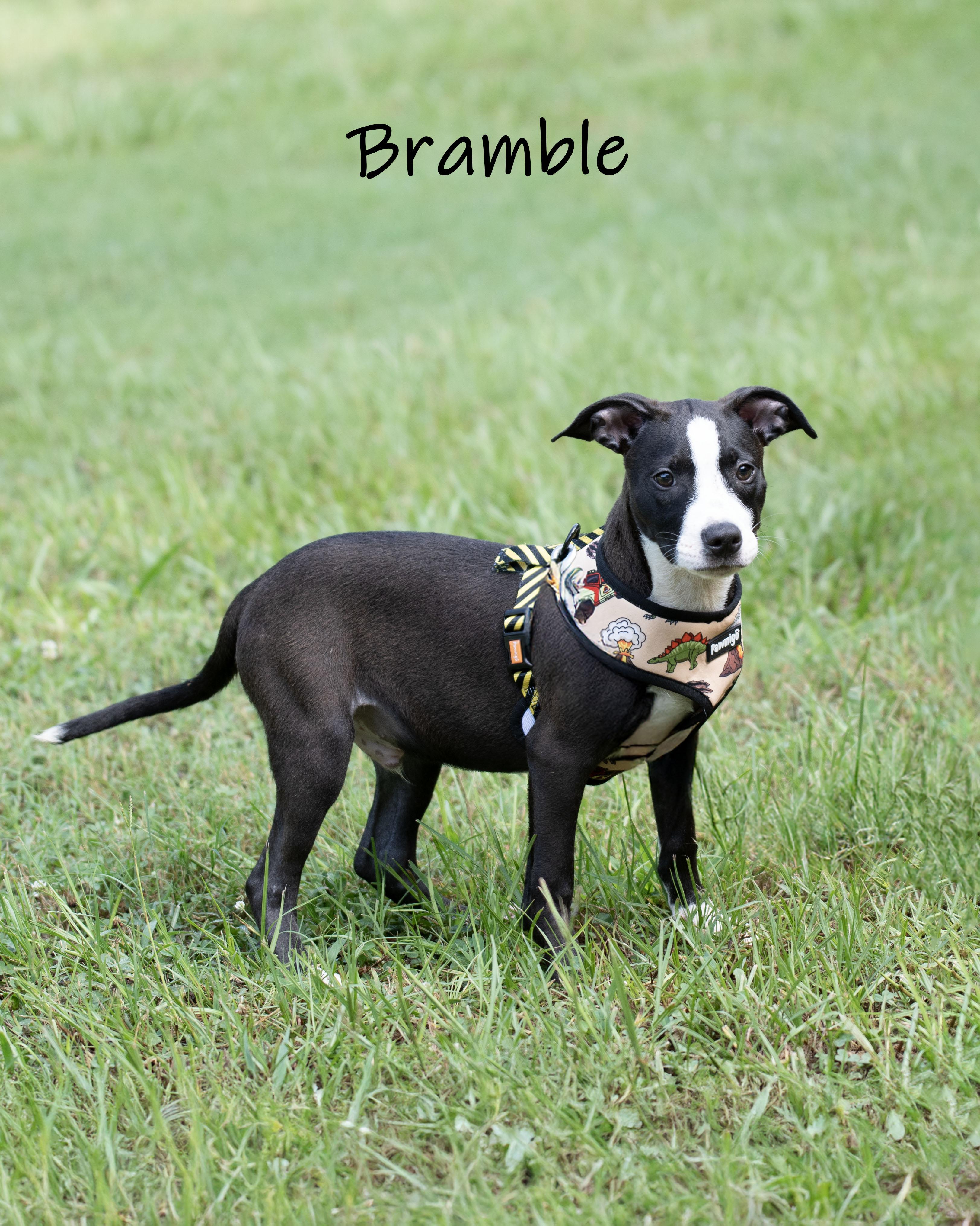 Bramble, an adoption pending mixed breed in Bishop, GA image 5/6