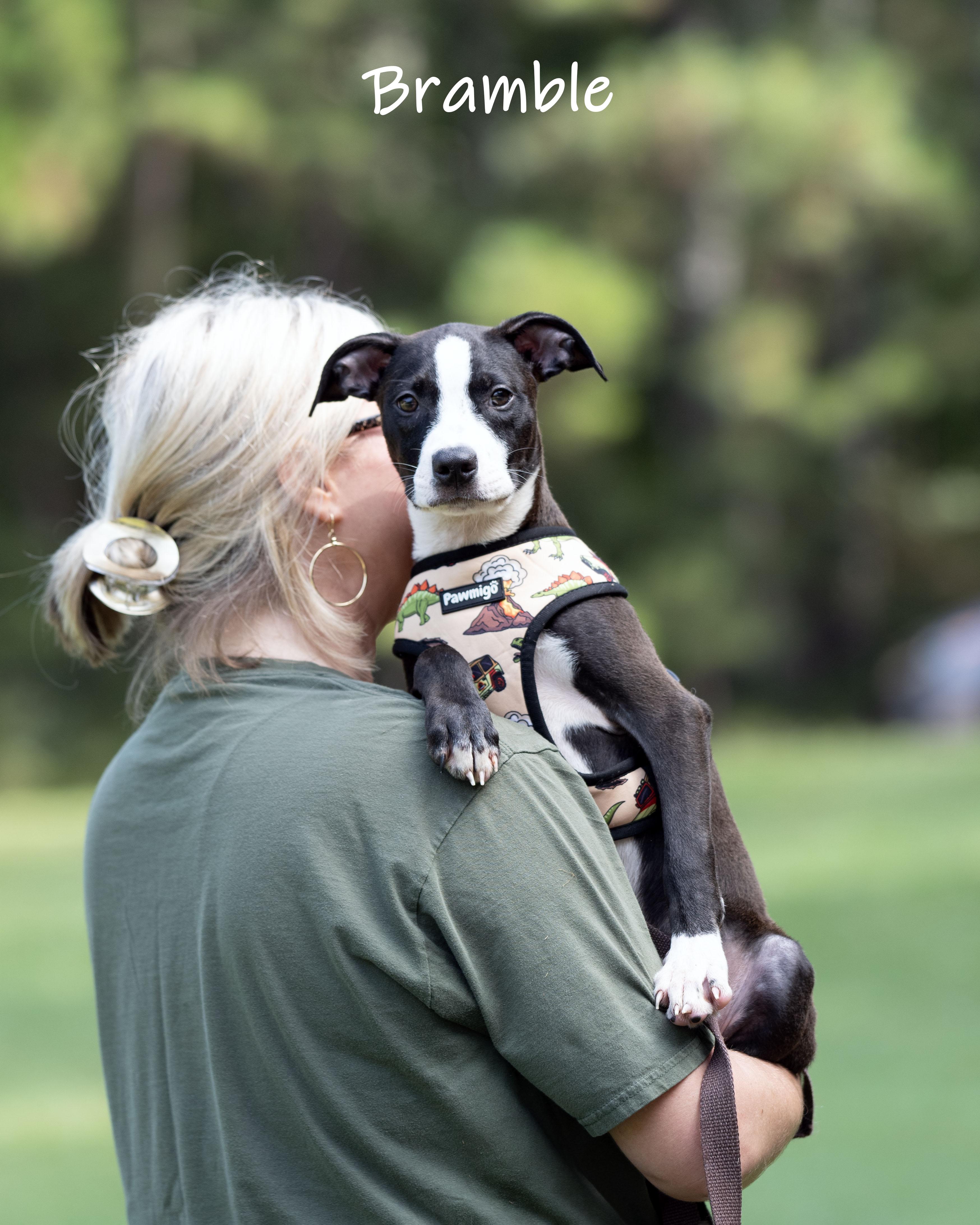 Bramble, an adoption pending mixed breed in Bishop, GA image 6/6