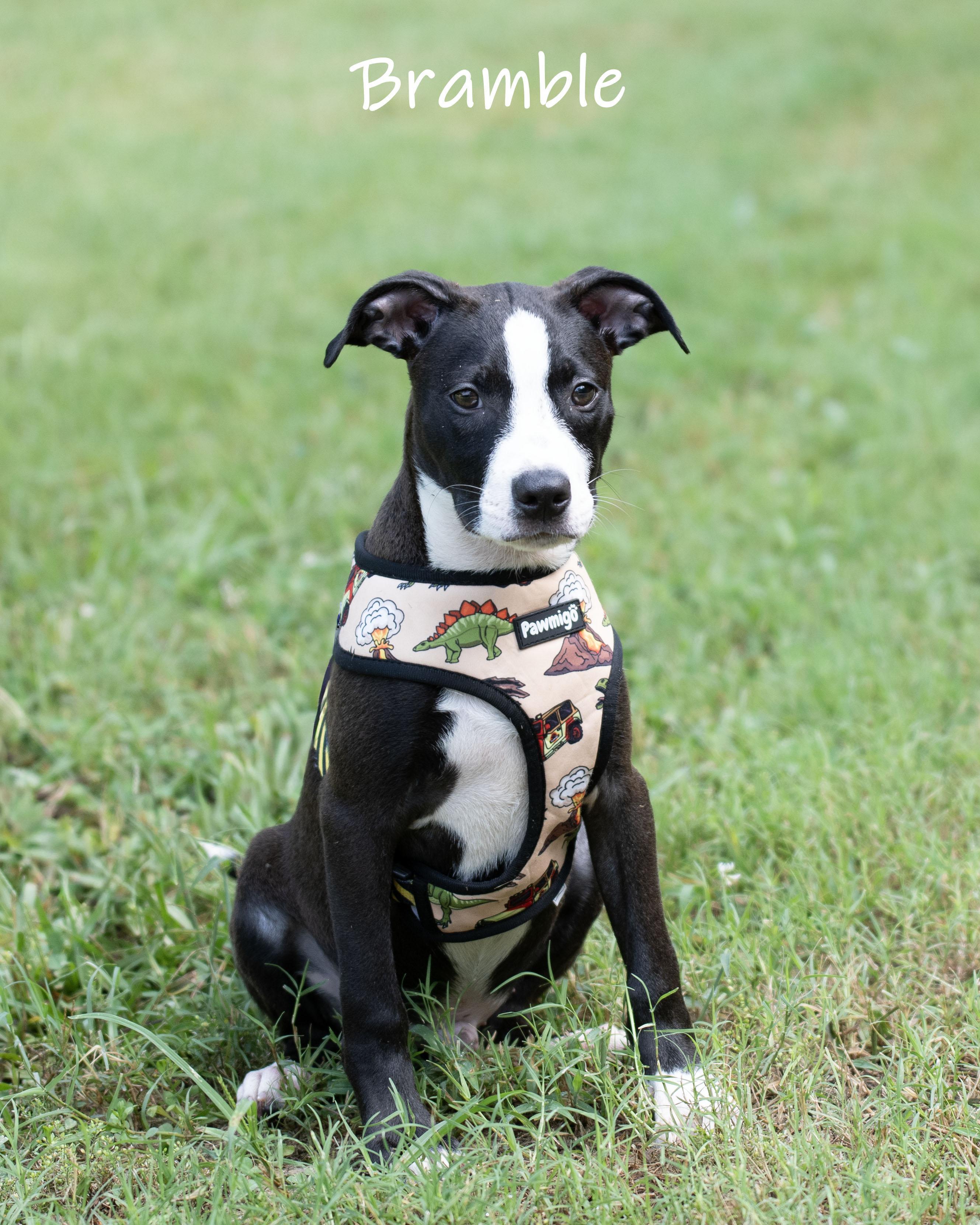 Bramble, an adoption pending mixed breed in Bishop, GA image 4/6