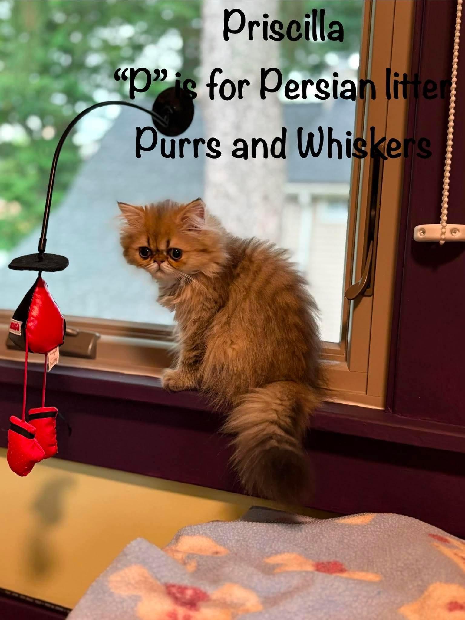 Enlarge Priscilla, an adopted Domestic Long Hair in New Hartford, NY image 2/2