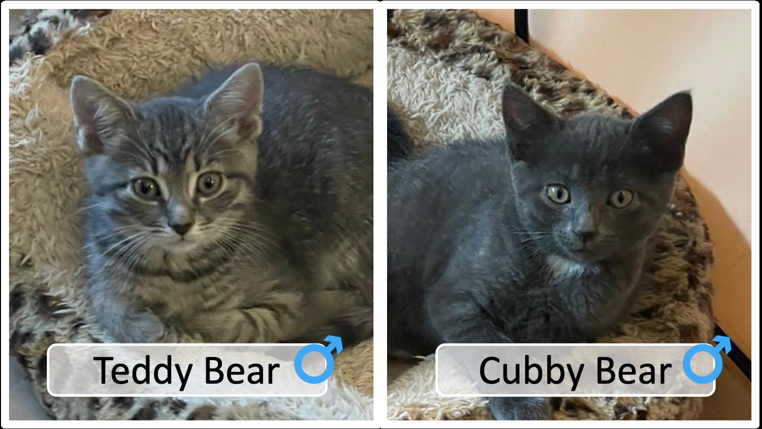 Enlarge Bearcats, an adopted Tabby in Cincinnati, OH image 1/3