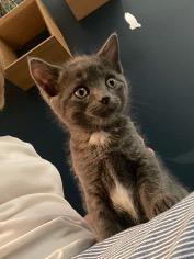 Enlarge Bearcats, an adopted Tabby in Cincinnati, OH image 2/3