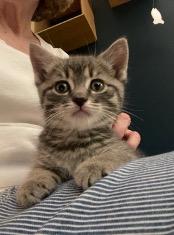 Enlarge Bearcats, an adopted Tabby in Cincinnati, OH image 3/3