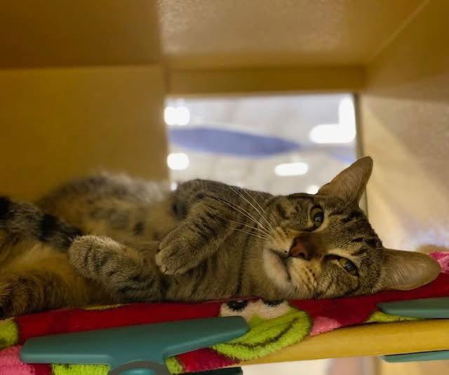 Romeo, Adoptable, Young Male Domestic Short Hair.