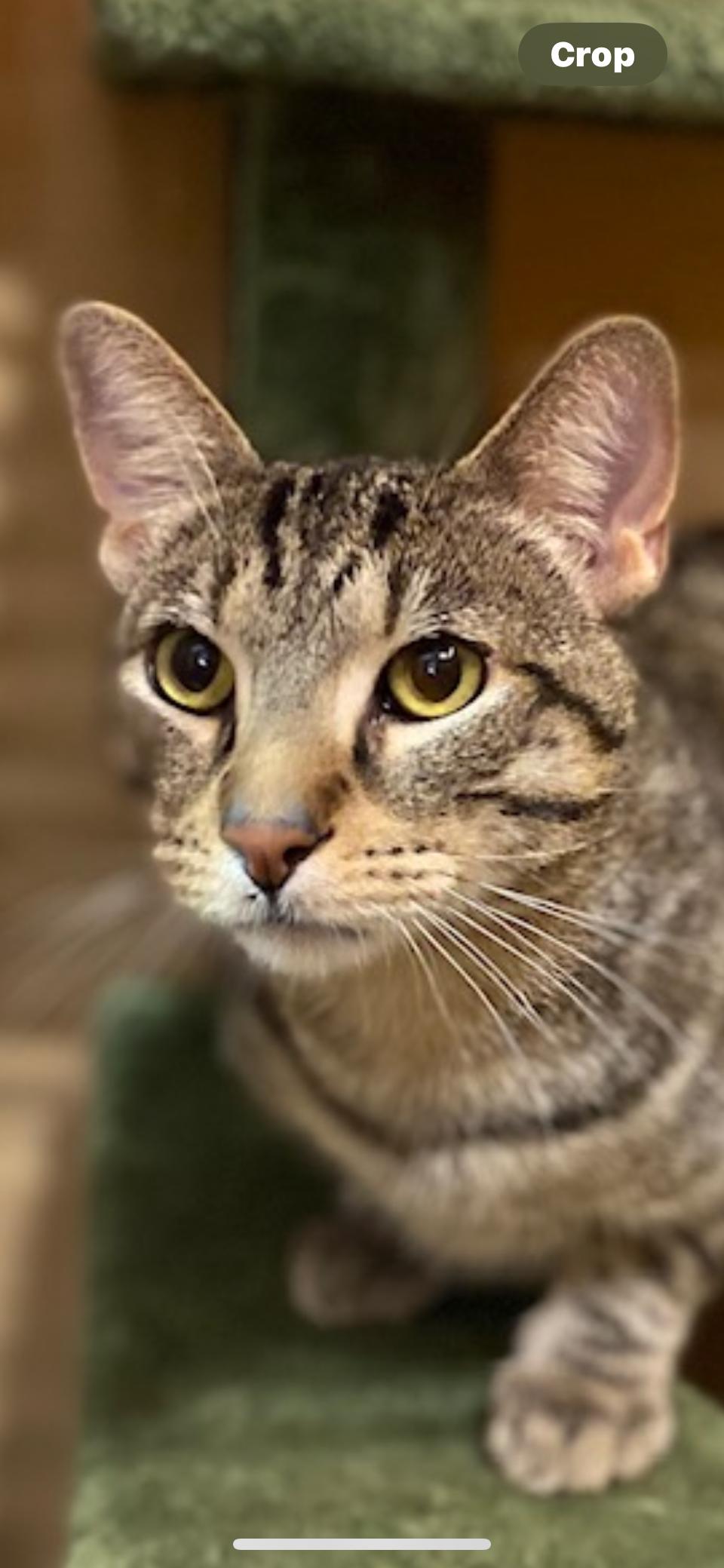 Romeo, Adoptable, Young Male Domestic Short Hair.