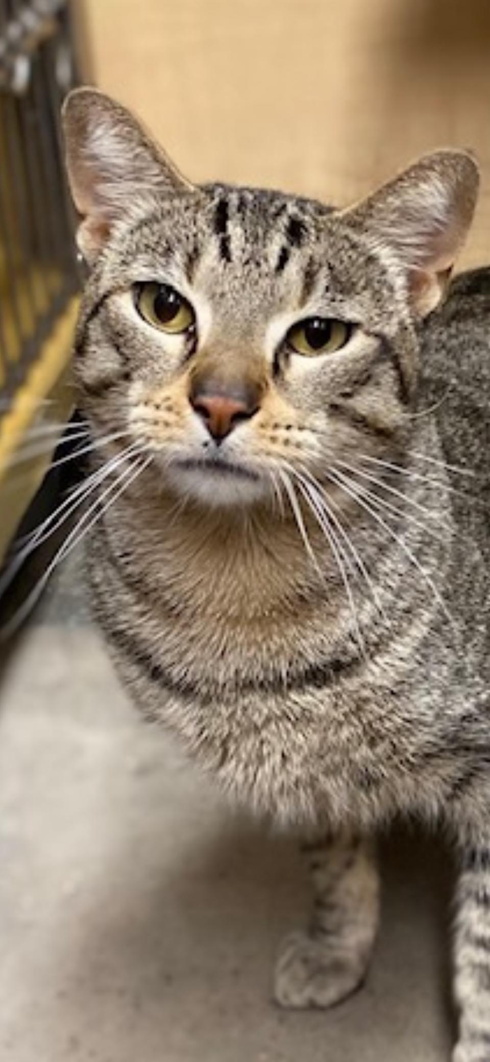 Romeo, a Adoptable Domestic Short Hair in Scottsdale, AZ image 2/2