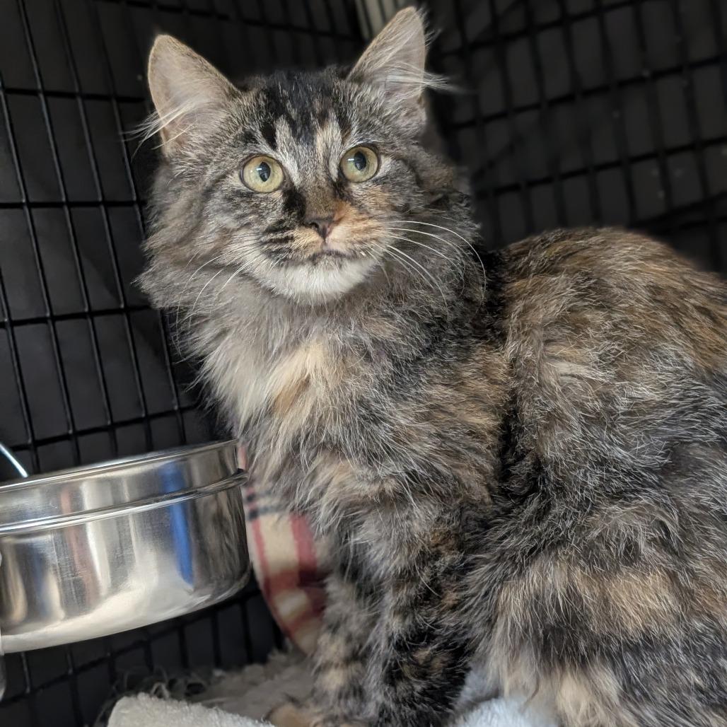 Storm, Adoptable, Adult Female Domestic Long Hair.