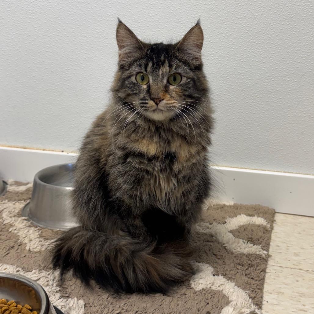 Storm, Adoptable, Adult Female Domestic Long Hair.