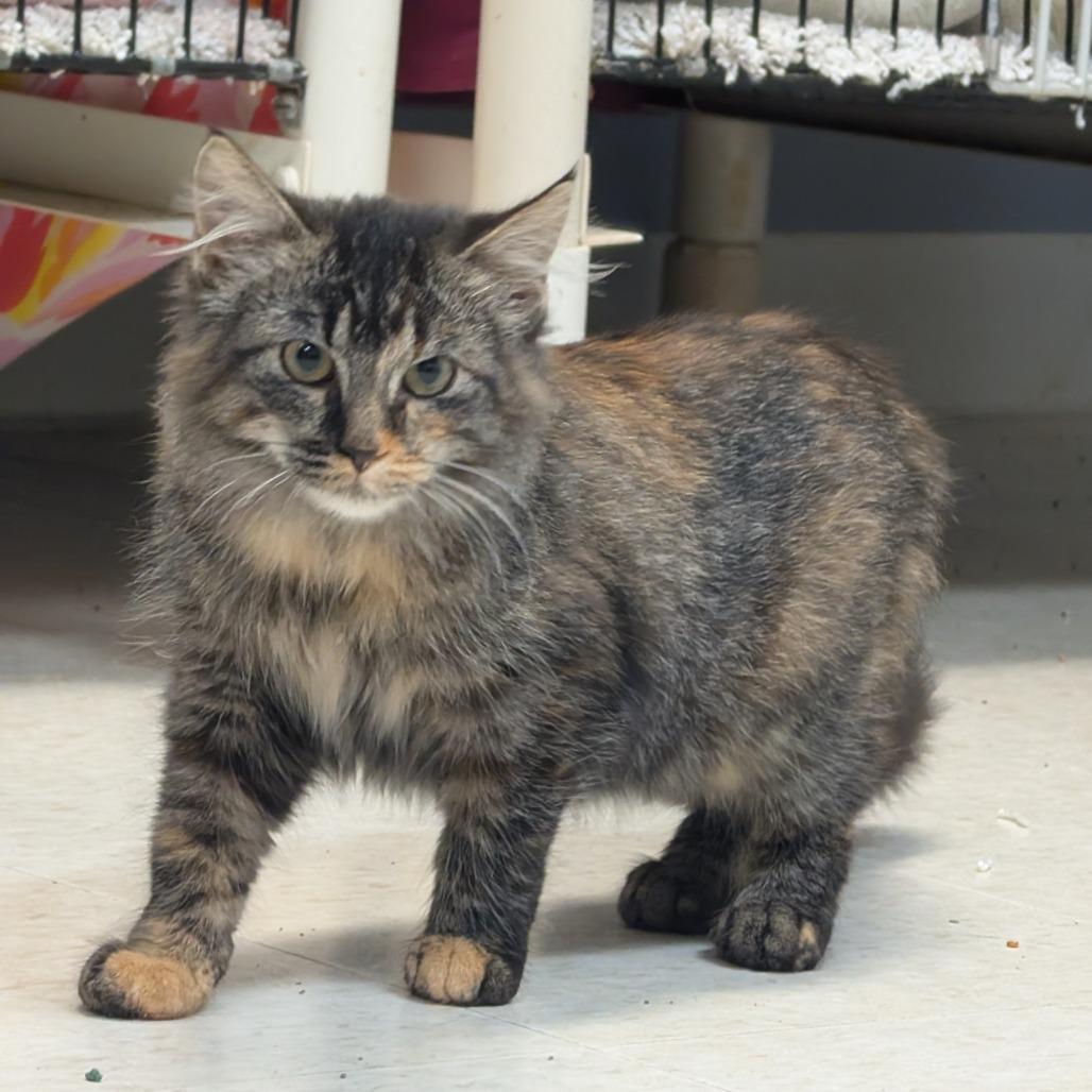 Enlarge Storm, a Adoptable Domestic Long Hair in Milford, IA image 3/4