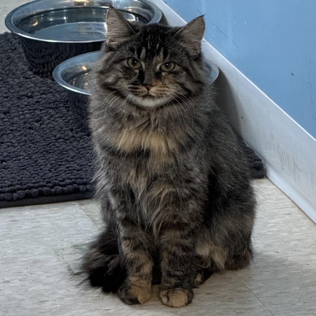 Enlarge Storm, a Adoptable Domestic Long Hair in Milford, IA image 4/4