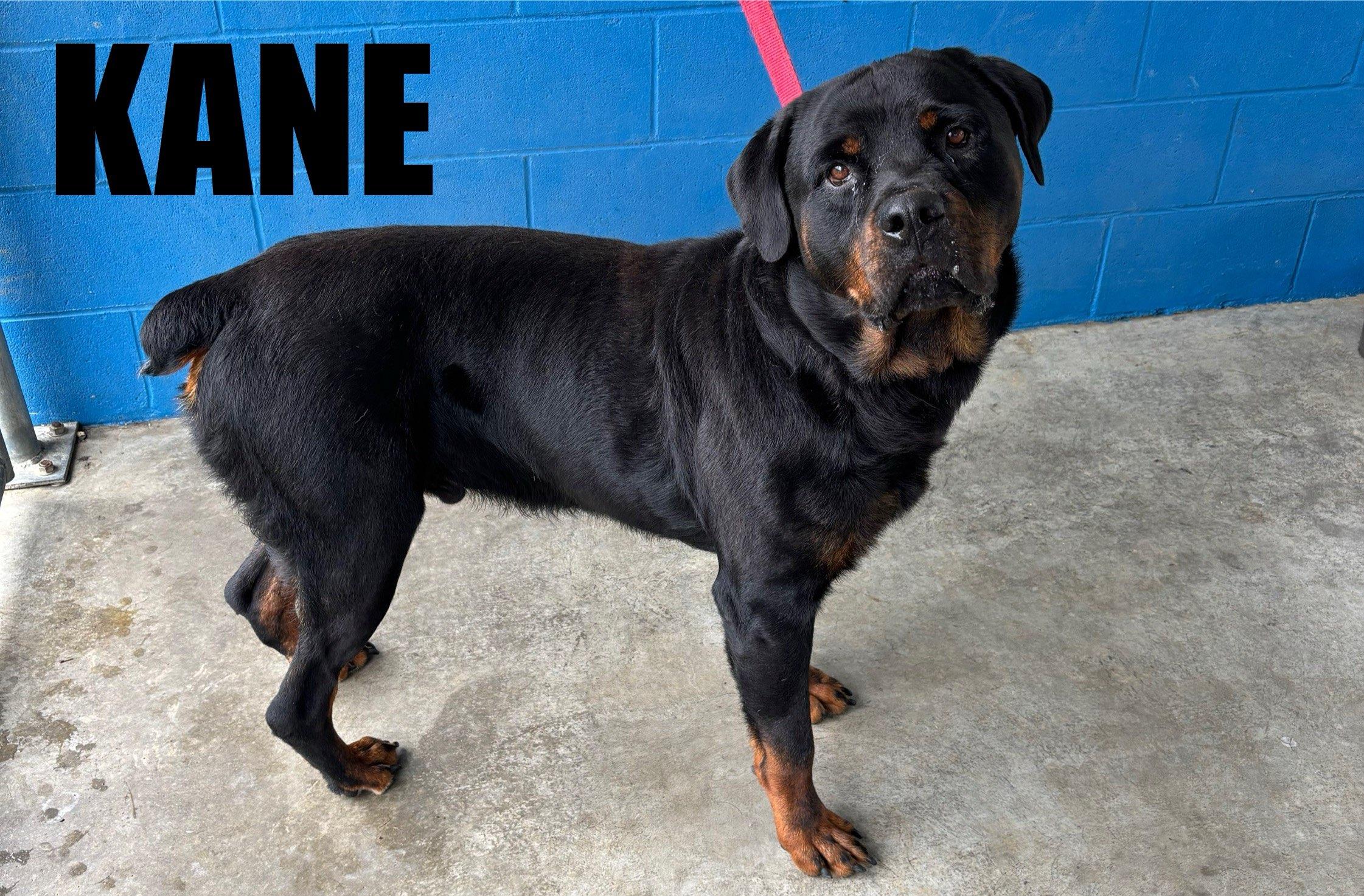 Kane