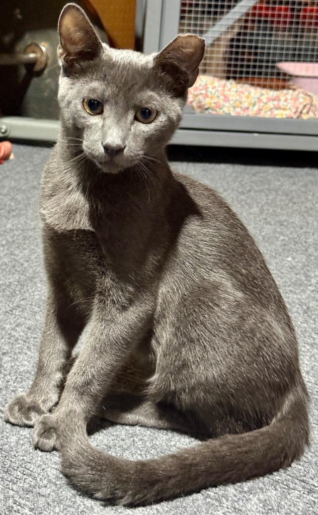 Acadia, Adoptable, Kitten Male Domestic Short Hair.