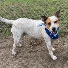 Enlarge ELFIE, a Adoptable mixed breed in Indiantown, FL image 4/6