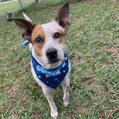 Enlarge ELFIE, a Adoptable mixed breed in Indiantown, FL image 5/6