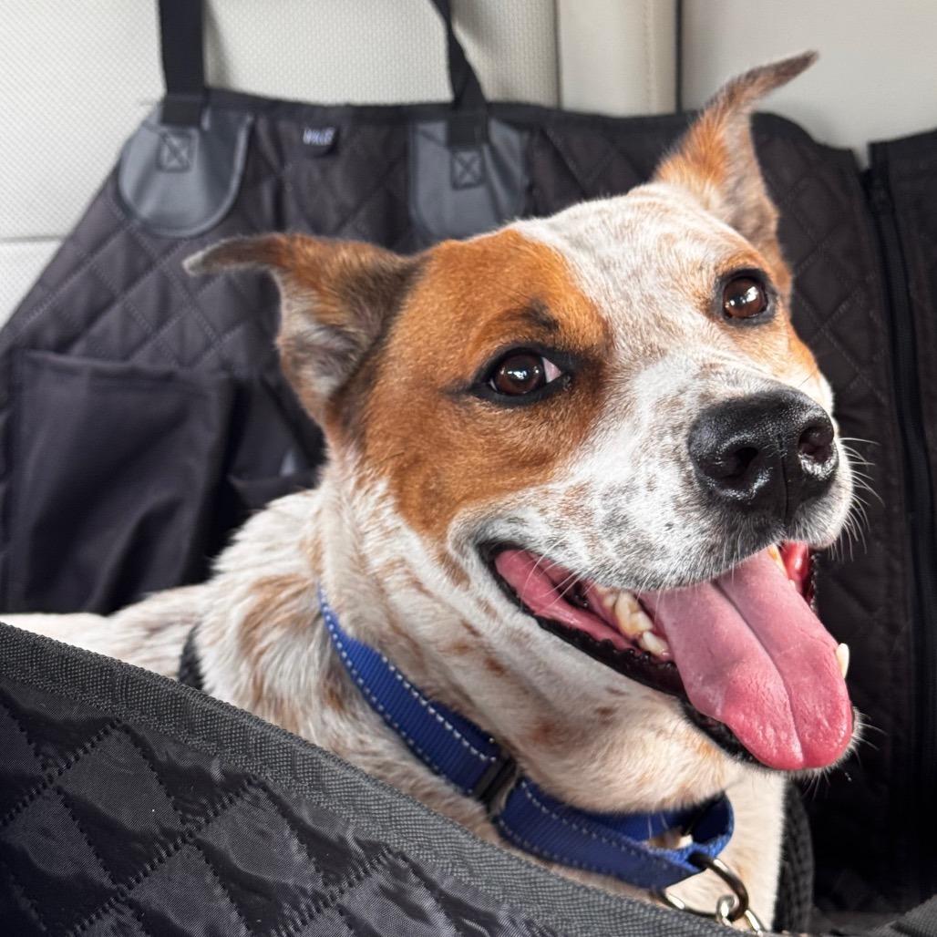 Enlarge ELFIE, a Adoptable mixed breed in Indiantown, FL image 6/6