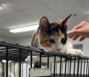 Enlarge The Cosby Kittens- Vanessa, a Adoptable Domestic Short Hair in Watchung, NJ image 3/4