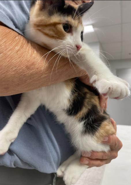 Enlarge The Cosby Kittens- Vanessa, a Adoptable Domestic Short Hair in Watchung, NJ image 2/4