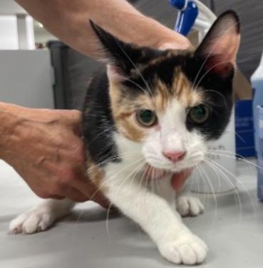 The Cosby Kittens- Vanessa, Adoptable, Kitten Female Domestic Short Hair.