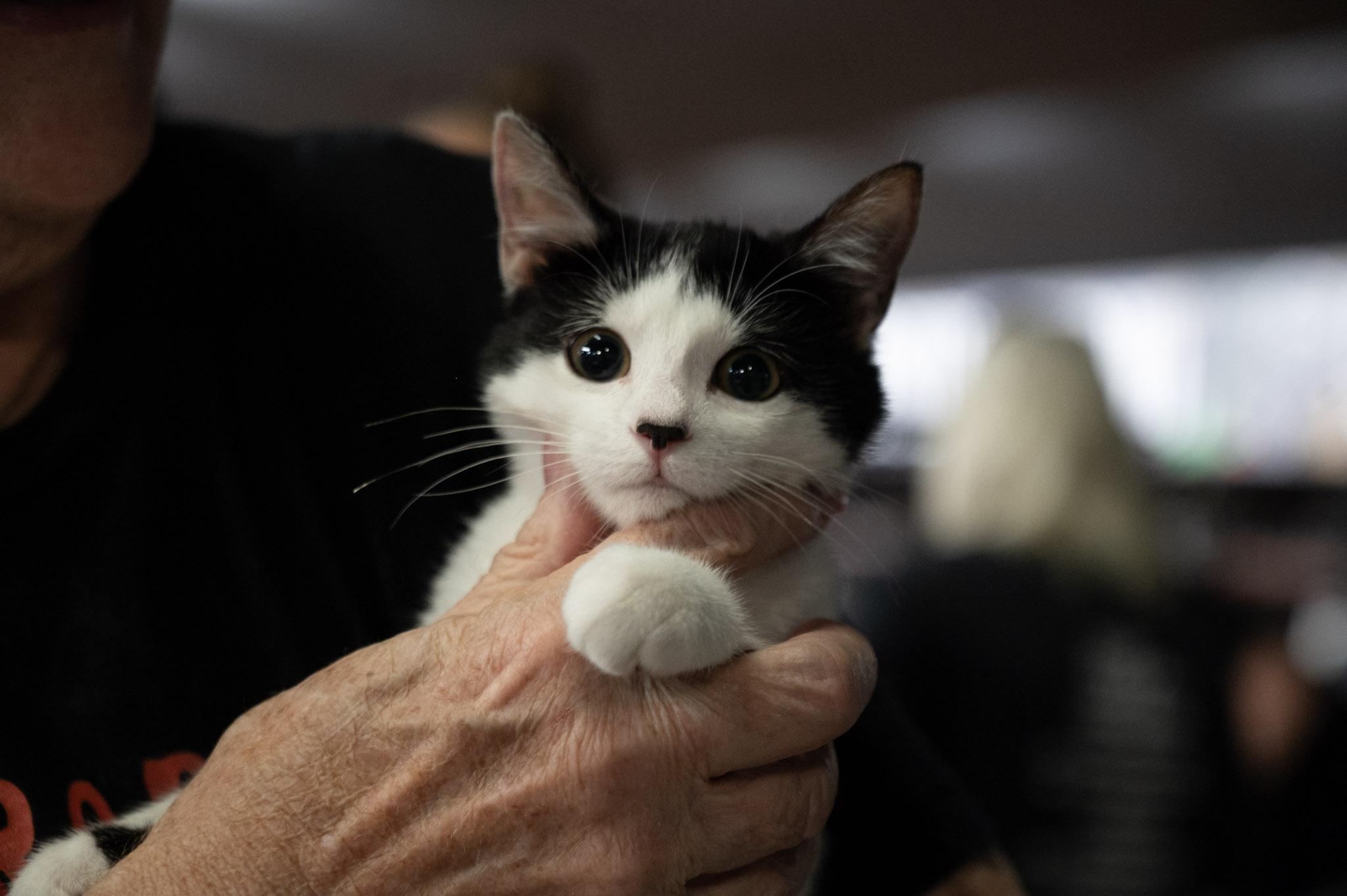 Sasha, Adoptable, Young Female Domestic Short Hair.