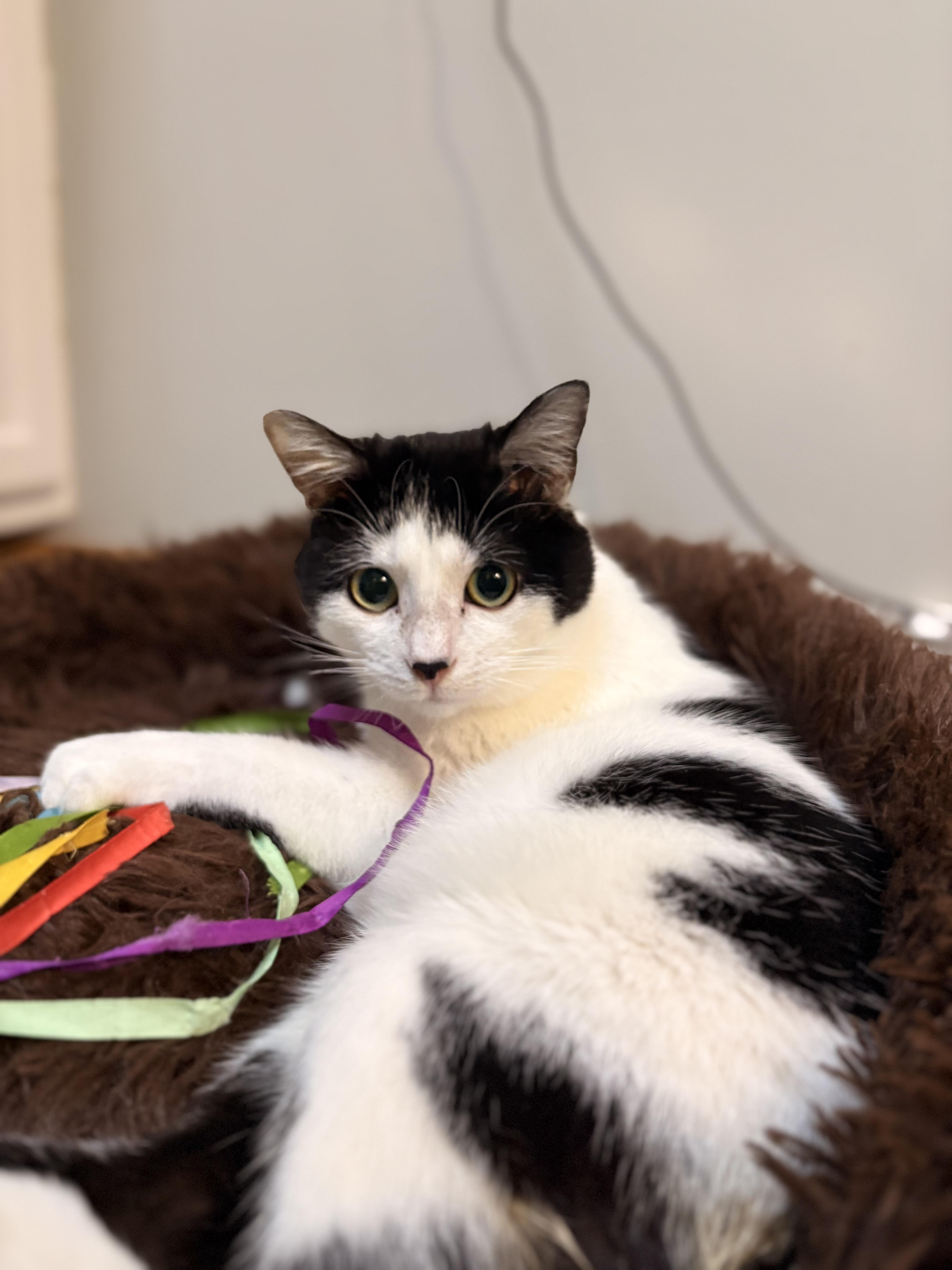 Enlarge Sasha, a Adoptable Domestic Short Hair in Austintown, OH image 1/2