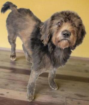 Chloe (Sweetest Family Pup), an adoptable Cockapoo in Newfoundland, PA, 18445 | Photo Image 2