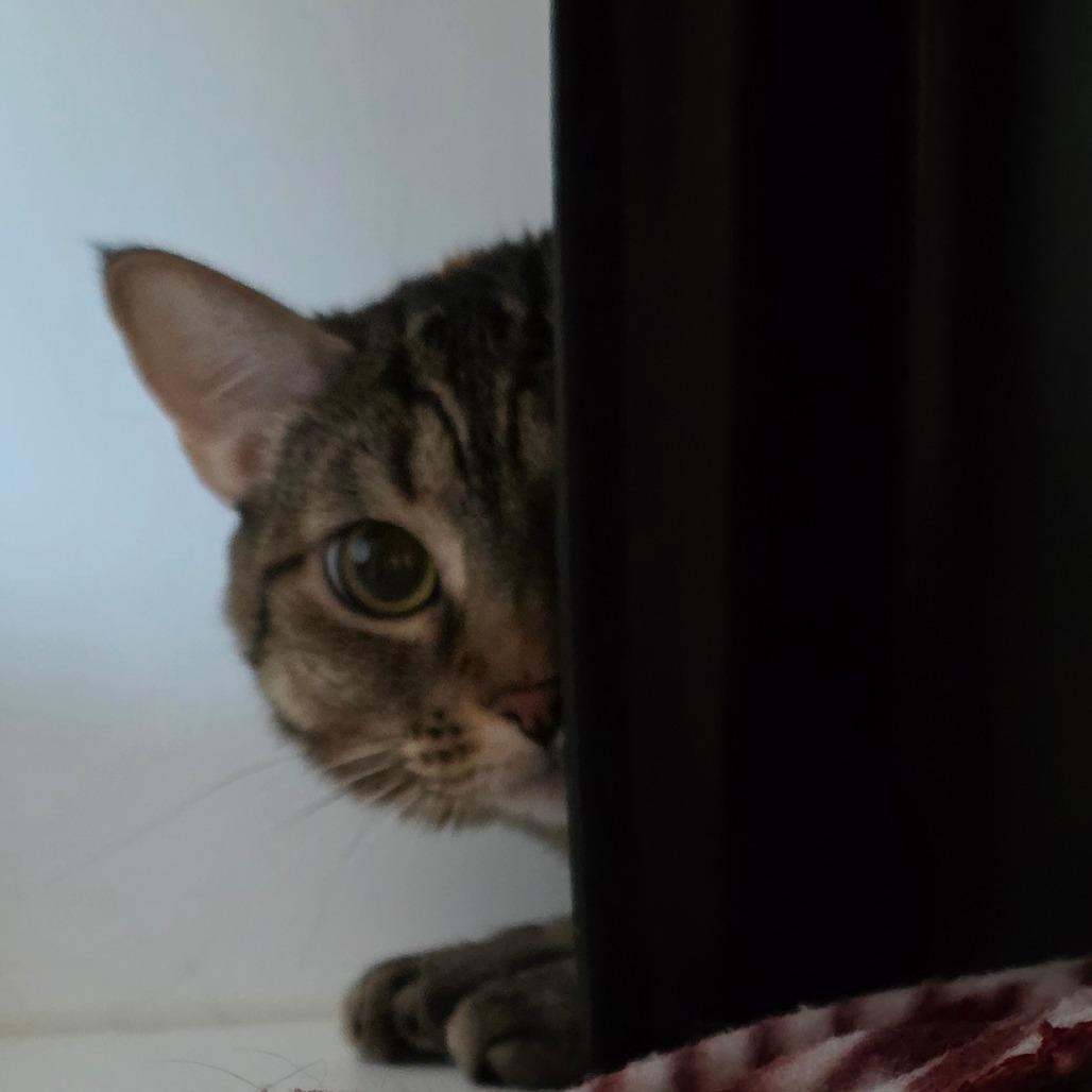 Enlarge Little Missy, a Adoptable Domestic Short Hair in Port Angeles, WA image 2/6