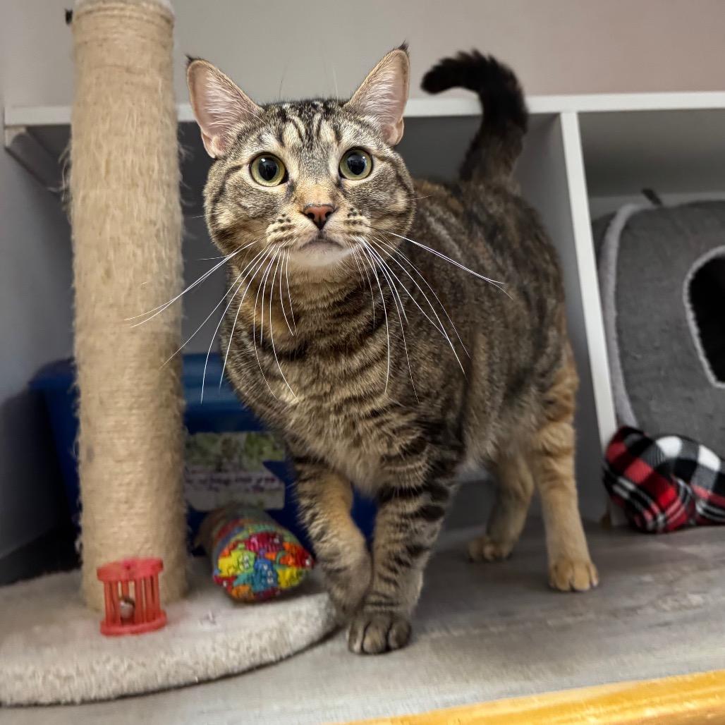 Enlarge Little Missy, a Adoptable Domestic Short Hair in Port Angeles, WA image 3/6