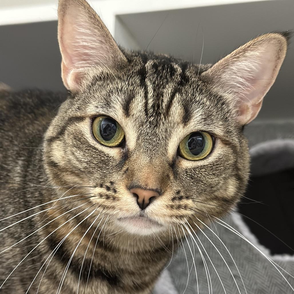 Enlarge Little Missy, a Adoptable Domestic Short Hair in Port Angeles, WA image 5/6