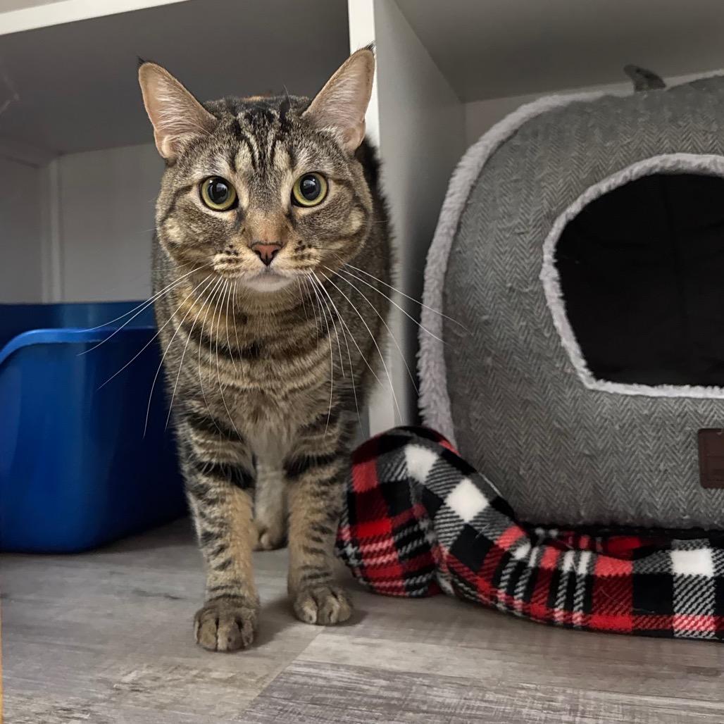 Enlarge Little Missy, a Adoptable Domestic Short Hair in Port Angeles, WA image 6/6