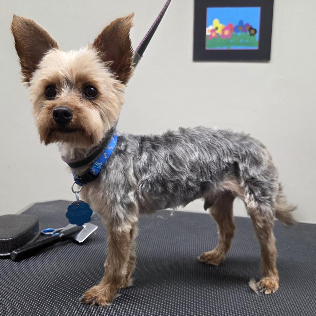 Noah, Adoptable, Adult Male Yorkshire Terrier.