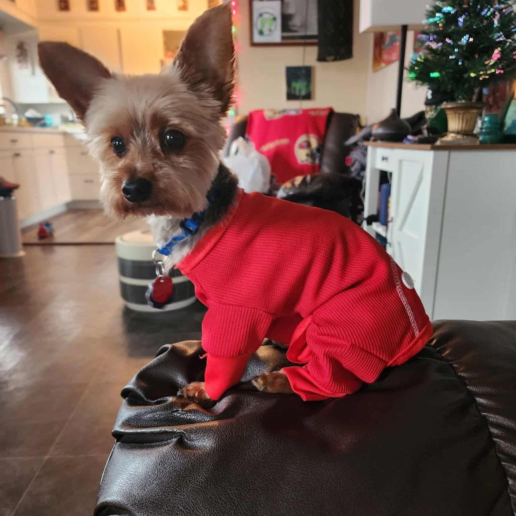 Noah, a Adoptable Yorkshire Terrier in Baker City, OR image 2/2