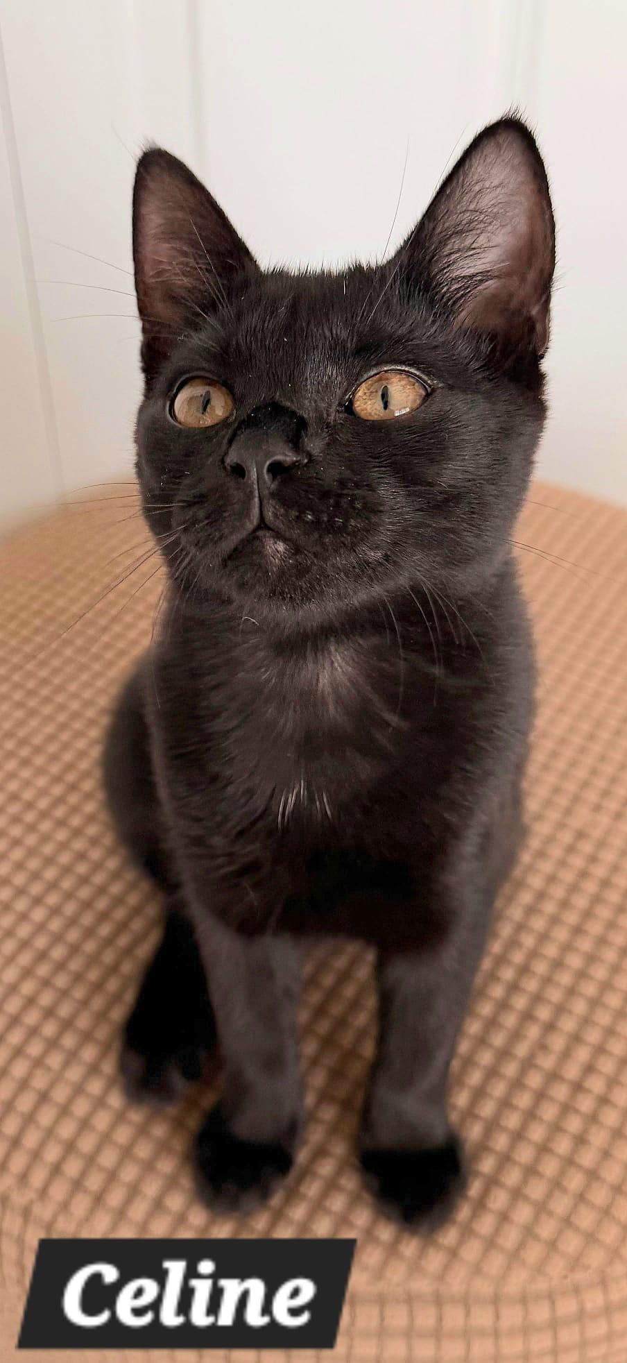 Enlarge Celine, a Adoptable American Shorthair in New Castle, DE image 2/3