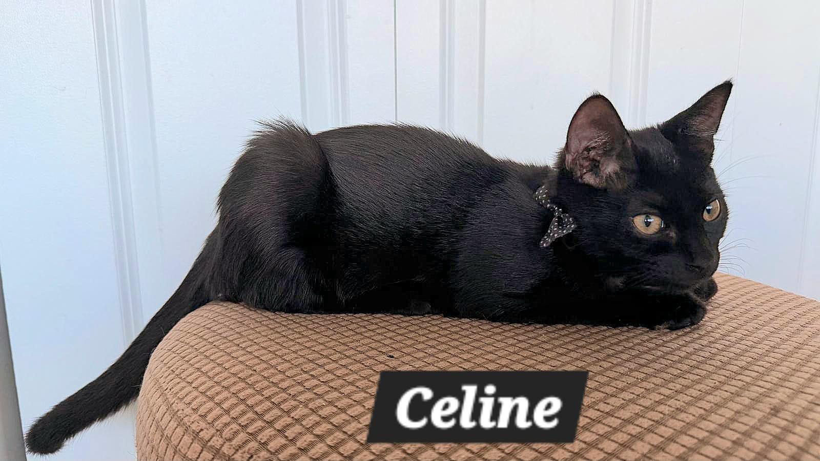 Enlarge Celine, a Adoptable American Shorthair in New Castle, DE image 3/3