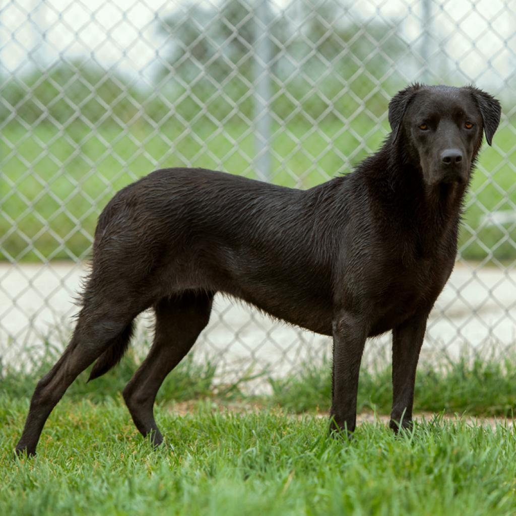 Caper, Adoptable, Adult Female Labrador Retriever.