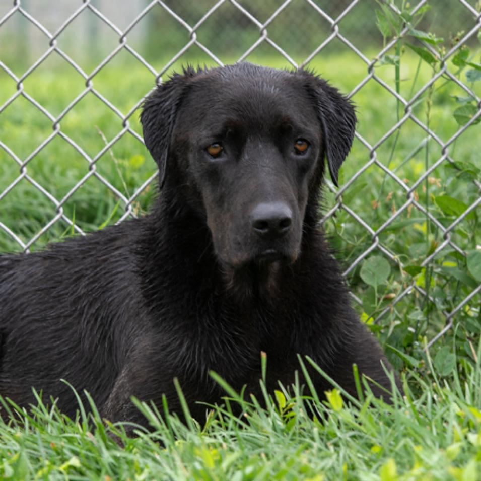 Enlarge Caper, a Adoptable Labrador Retriever in Chicago, IL image 2/5