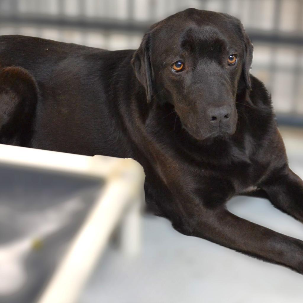 Enlarge Caper, a Adoptable Labrador Retriever in Chicago, IL image 3/5