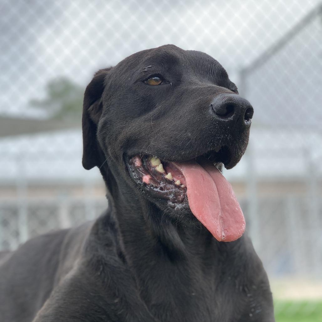 Caper, Adoptable, Adult Female Labrador Retriever.