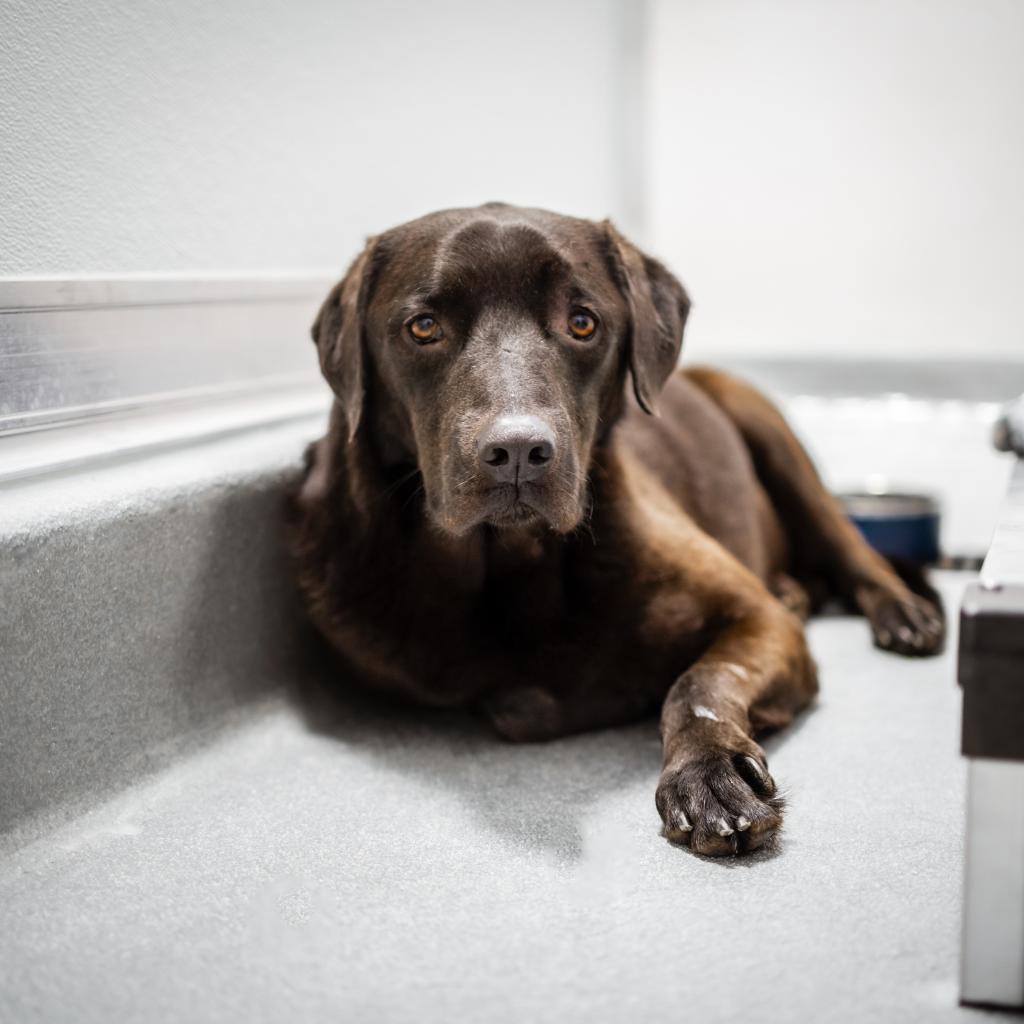 Enlarge Caper, a Adoptable Labrador Retriever in Chicago, IL image 5/5
