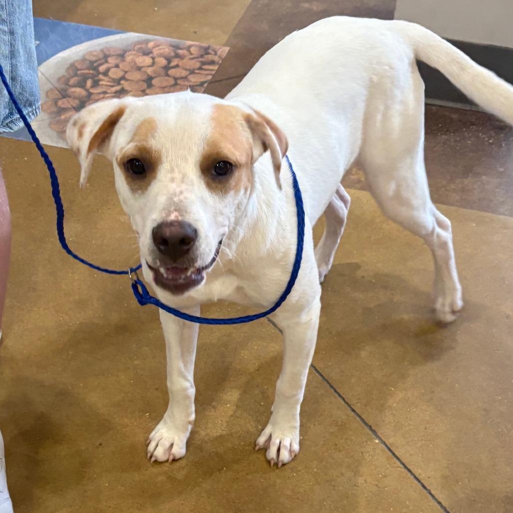 Prudence - 060511U, Adoptable, Young Female Terrier & Mixed Breed.